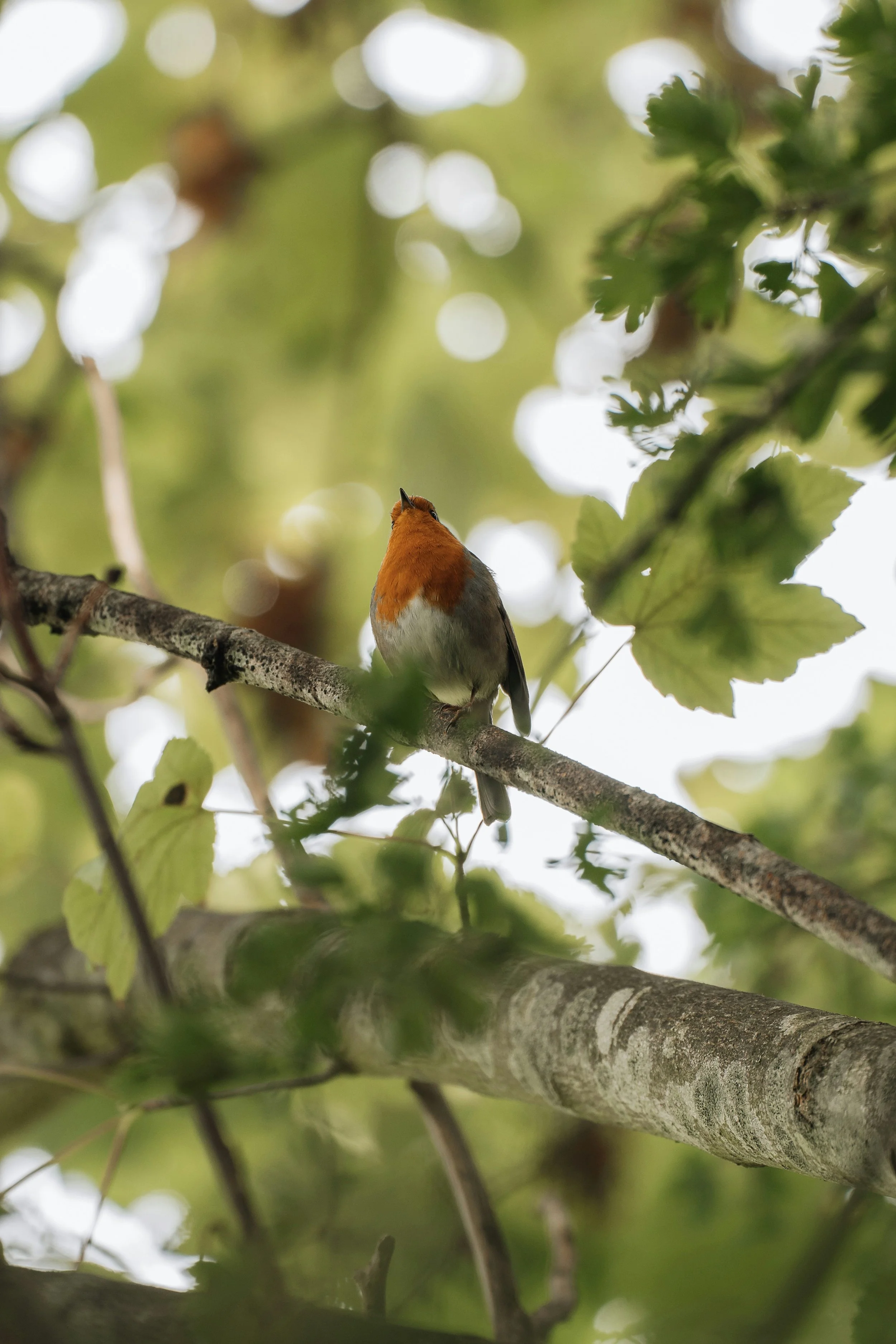 Bird in tree