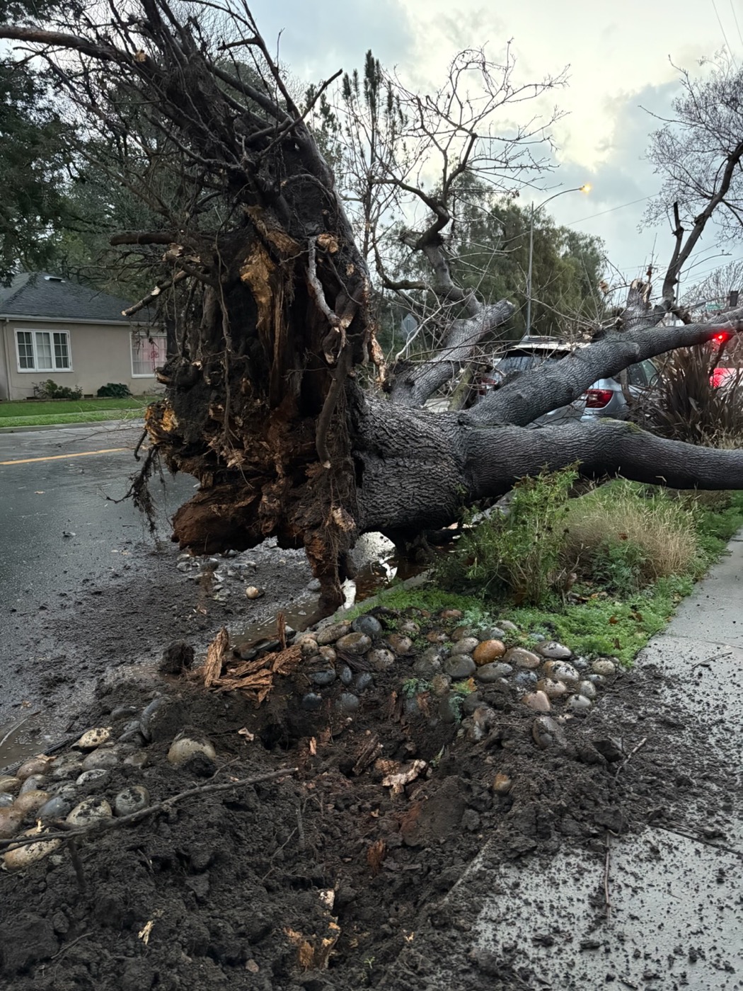 Emergency Tree Services