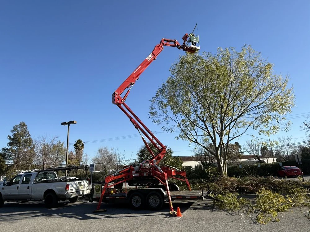 Hedge Trimming