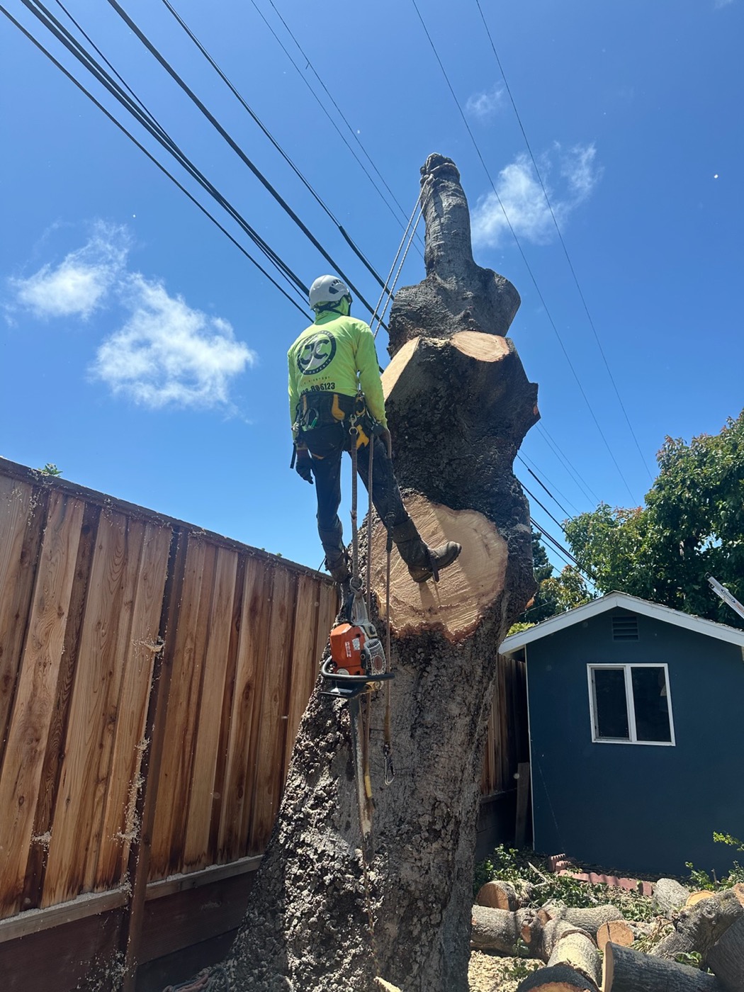 Tree Removal