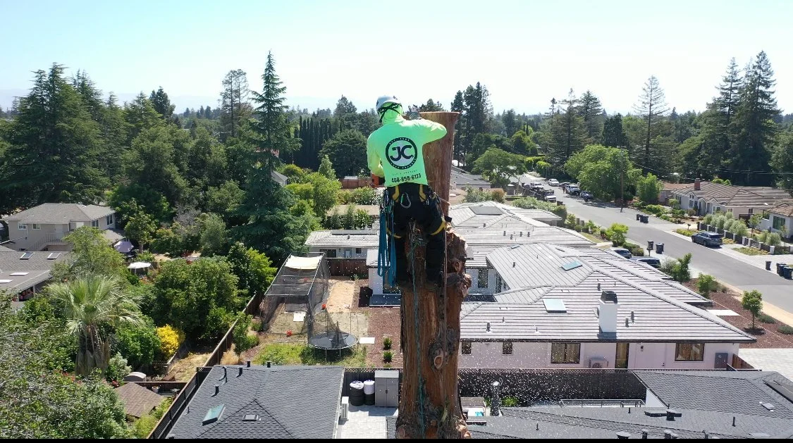 Tree Removal